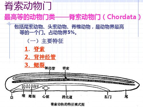 动物界-脊索动物门课件