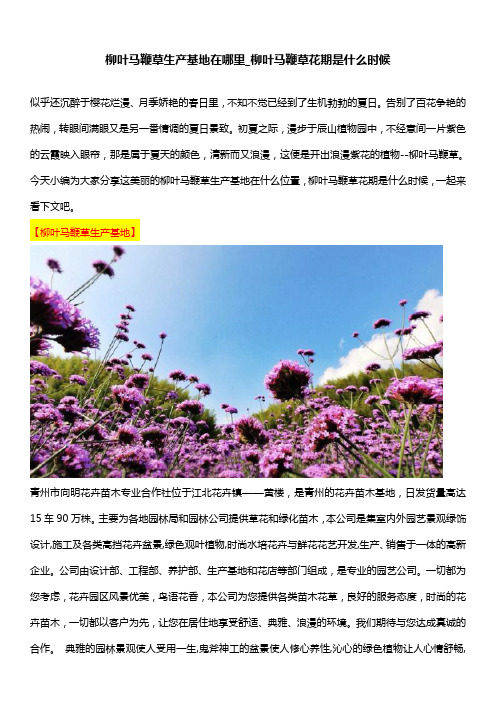 柳叶马鞭草生产基地在哪里_柳叶马鞭草花期是什么时候
