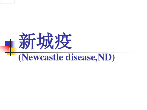 兽医课件：新城疫