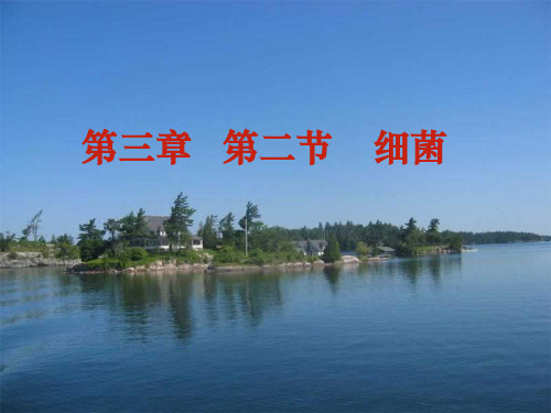 七级生物《细菌》 ppt课件