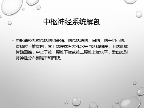 中枢神经系统解剖PPT课件