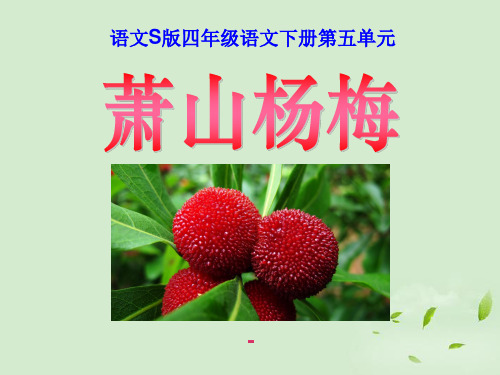 语文S版语文四下《萧山杨梅》ppt-课件1