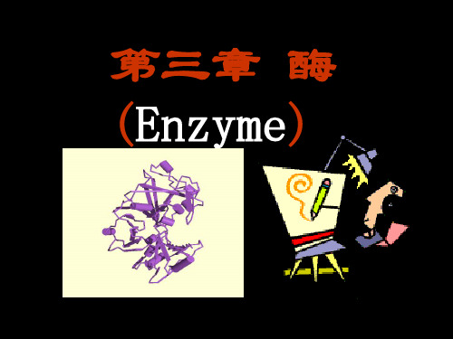 酶与辅酶