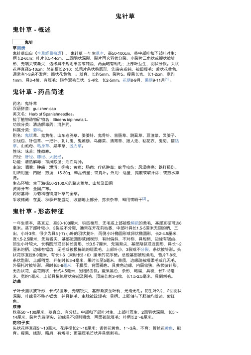 鬼针草——精选推荐