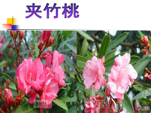 六年级语文下册19课《夹竹桃》