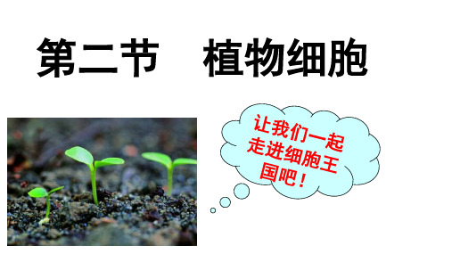 人教版七年级生物上册  2.1.2  植物细胞(共21张PPT)