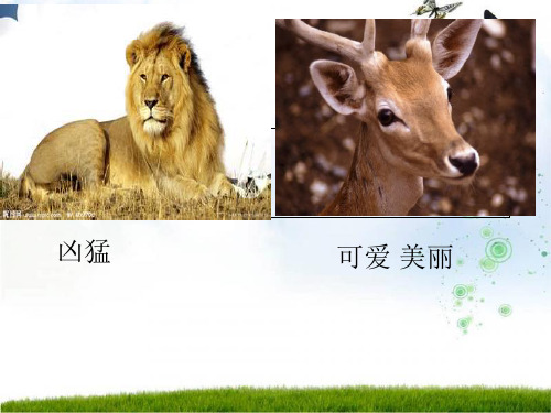 28《狮子和鹿》ppt课件32755