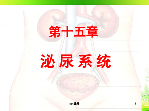 《系统解剖学》泌尿系统  ppt课件