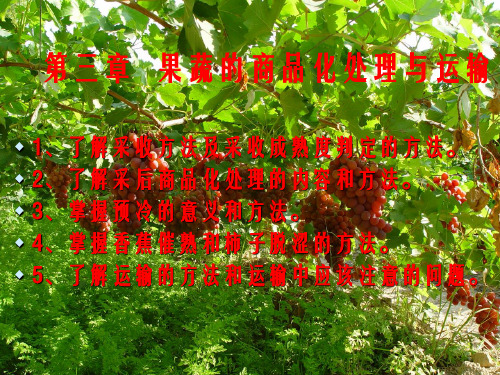 第三章   果蔬的商品化处理