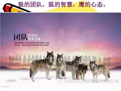 狼的团队