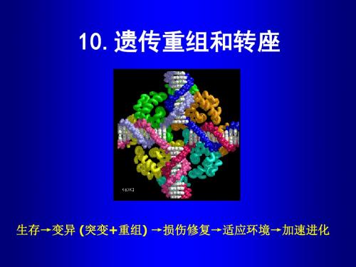 10遗传重组和转座子