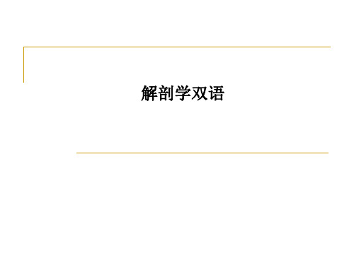 解剖学双语