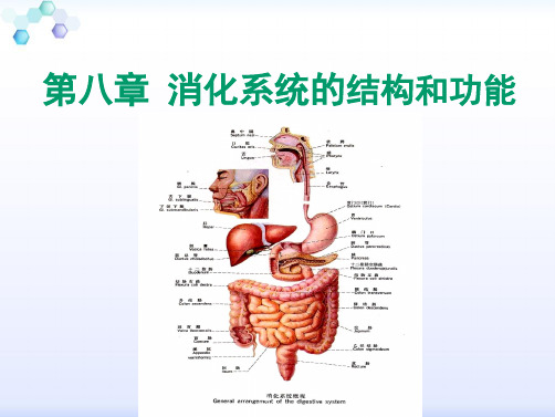 消化系统解剖结构(共77张PPT)