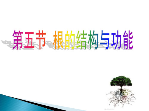 济南版八年级上册课件 第五节  根的结构与功能