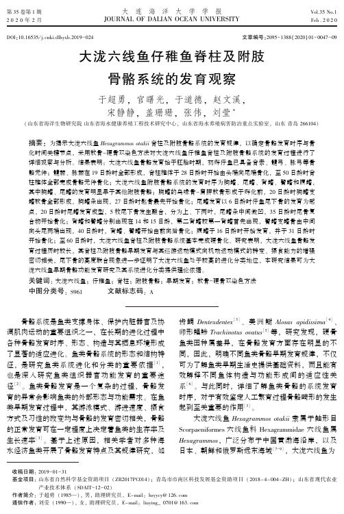 大泷六线鱼仔稚鱼脊柱及附肢骨骼系统的发育观察