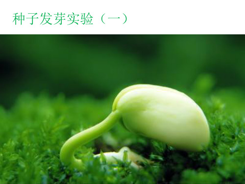 五年级上册科学课件-1.1种子发芽实验(一)教科版(共8张PPT)