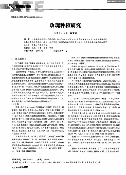 玫瑰种植研究