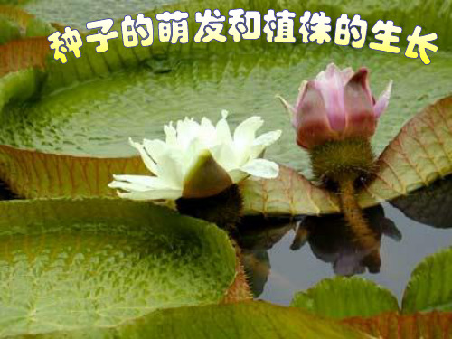 种子的萌发和植株的生长[1]