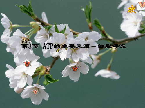 人教版高中生物必修一ATP的主要来源-细胞呼吸课件_PPT课件