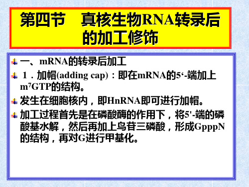 第四节 真核生物RNA转录后的加工修饰