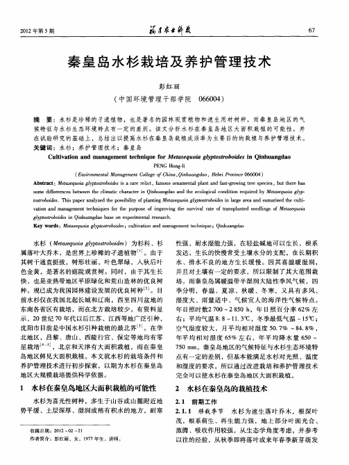 秦皇岛水杉栽培及养护管理技术