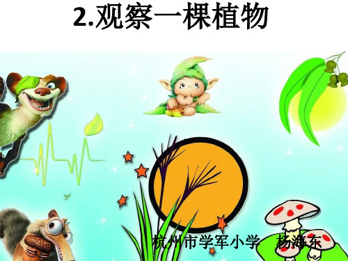 一年级上册科学课件 1.2《观察一棵植物》教科版(共29张PPT)