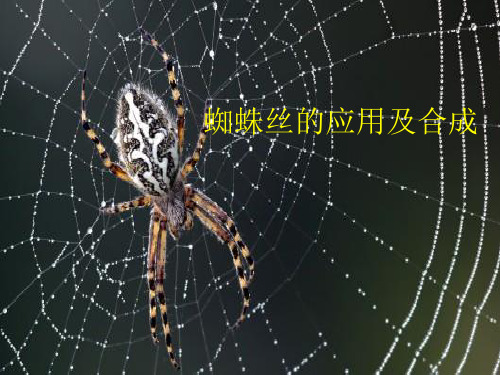 蜘蛛丝的应用及合成