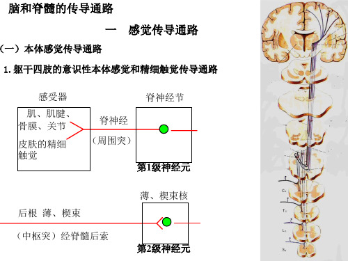 脑和脊髓的传导通路