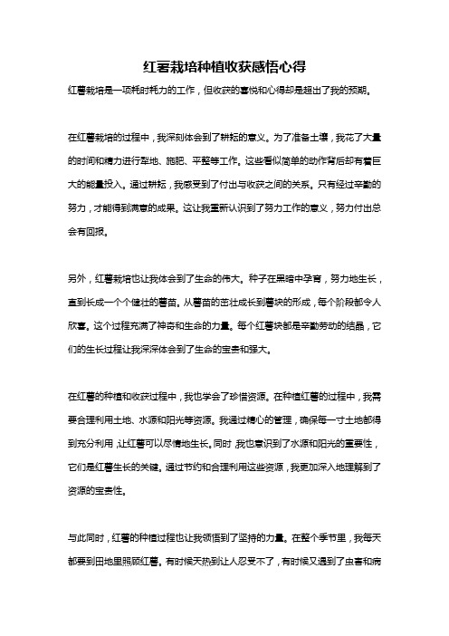 红薯栽培种植收获感悟心得