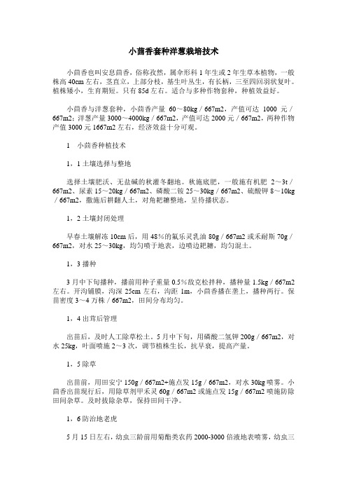 小茴香套种洋葱栽培技术