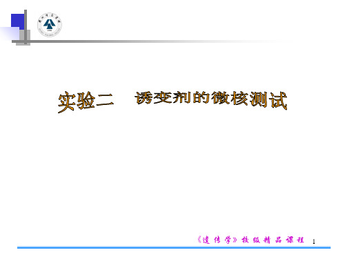 2实验二 诱变剂的微核测试PPT课件