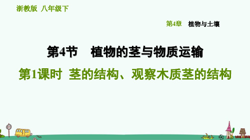 浙教版科学八年级下《茎的结构、观察木质茎的结构》习题课件