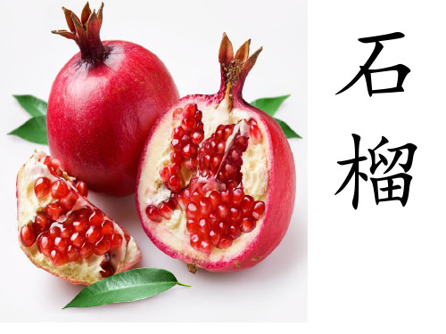 16石榴课件(1)