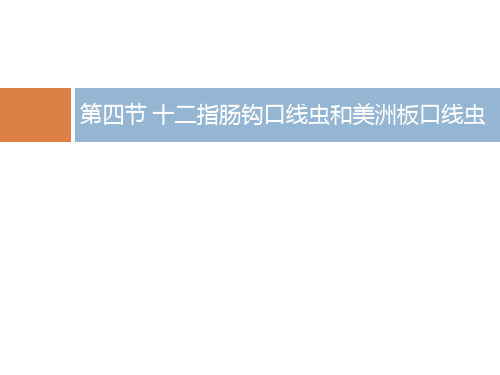 第四节 十二指肠钩口线虫和美洲.pptx
