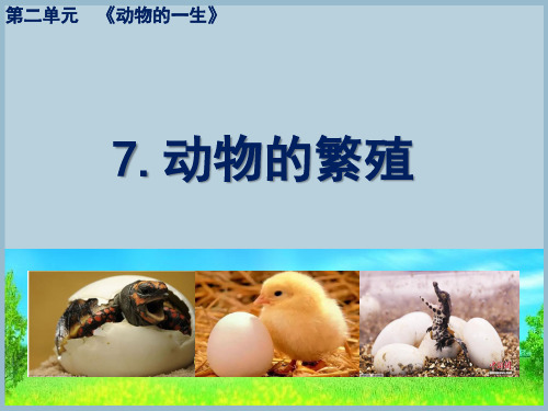 新版三年级科学下册PPT课件第二单元第7课动物的繁殖教科版20张