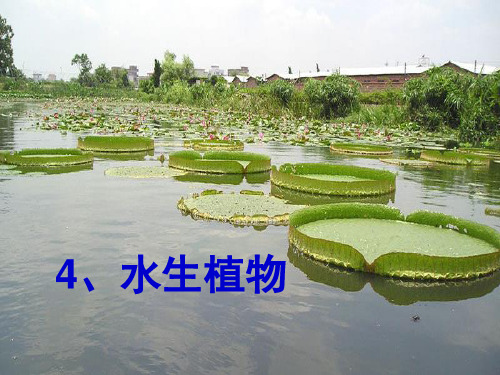 新版三年级上册科学课件-1.4 水生植物 教科版(共40张PPT)演示课件