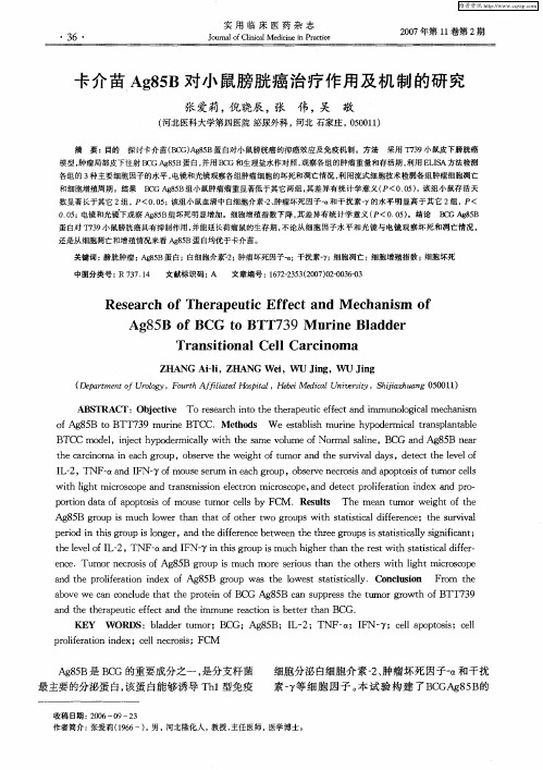 卡介苗Ag85B对小鼠膀胱癌治疗作用及机制的研究