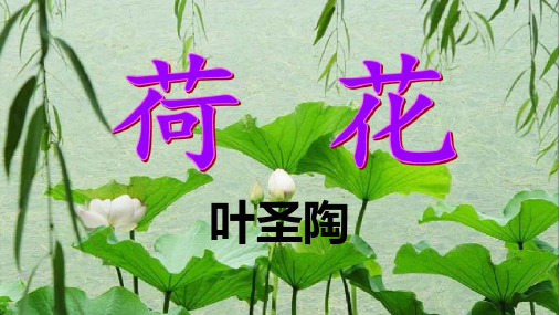 语文《荷花》课件(共34张PPT)