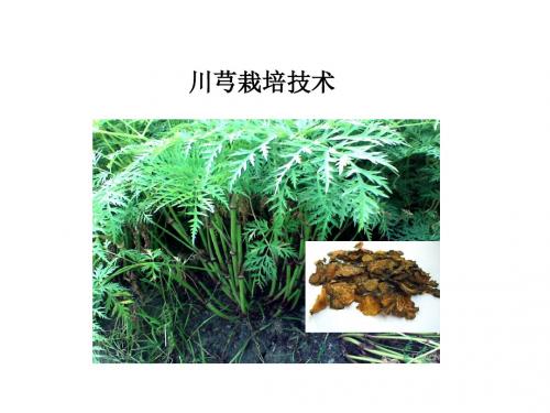 川芎栽培技术
