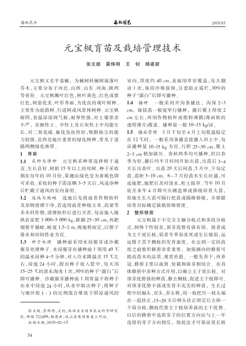 元宝枫育苗及栽培管理技术