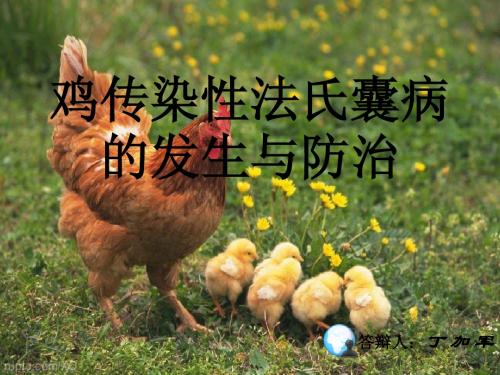鸡传染性法氏囊病的发生与防治