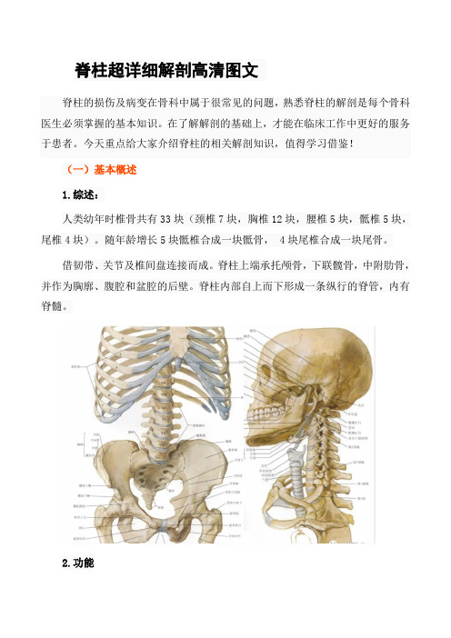 脊柱超详细解剖高清图文