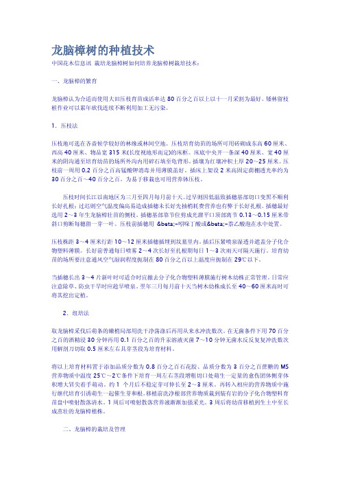 龙脑樟树的种植技术