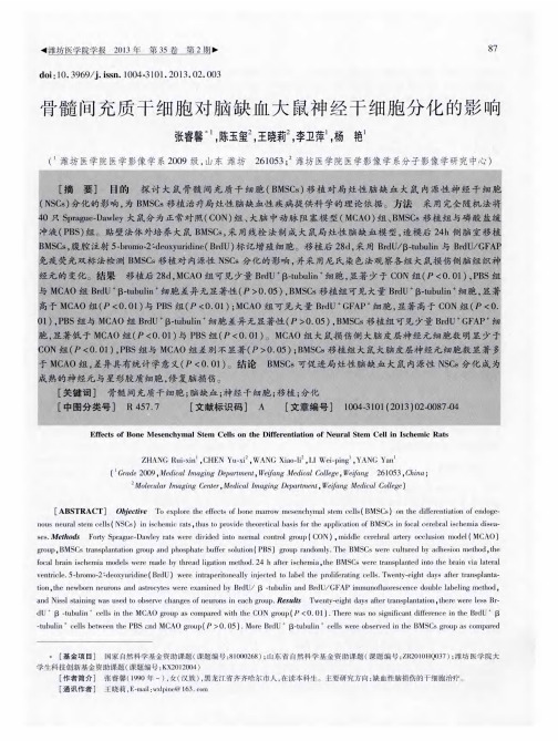 骨髓间充质干细胞对脑缺血大鼠神经干细胞分化的影响