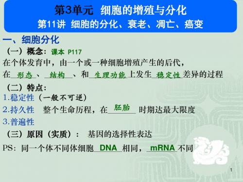 2.11细胞分化、衰老、凋亡、癌变 PPT课件