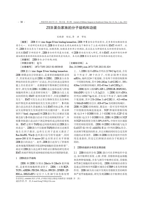 ZEB蛋白家族的分子结构和功能