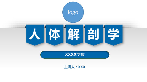 内分泌系统-人体解剖学