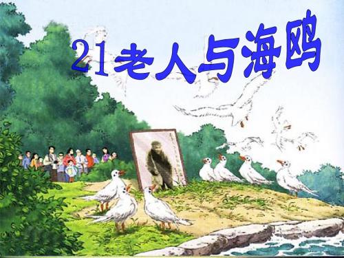 《老人与海鸥》最新课件