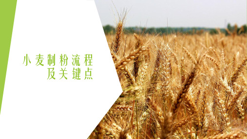 面粉公司培训三、制粉工艺与设备