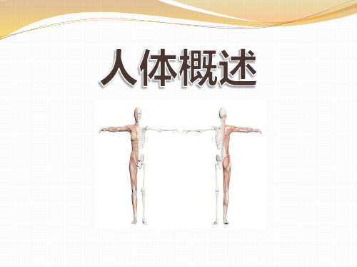 《人体概述》ppt课件